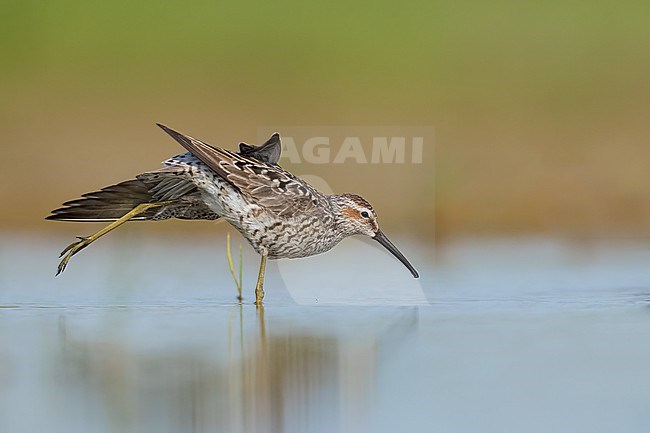 Adult breeding 
Galveston Co., TX
May 2023 stock-image by Agami/Brian E Small,