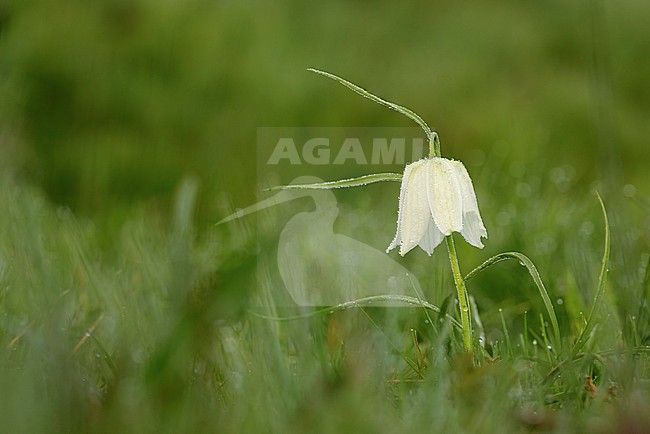 Kievitsbloem wit, Snake's Head Fritillary white, stock-image by Agami/Walter Soestbergen,