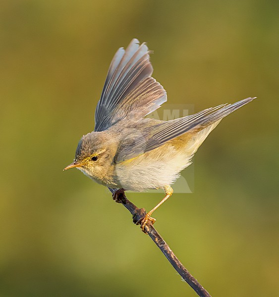 Displaying male Willow Warbler, Phylloscopus trochilus, in dunes Berkheide, Katwijk, Netherlands. stock-image by Agami/Marc Guyt,