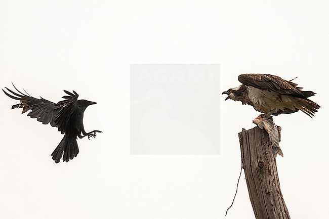 Osprey harassed by a crow stock-image by Agami/Han Bouwmeester,