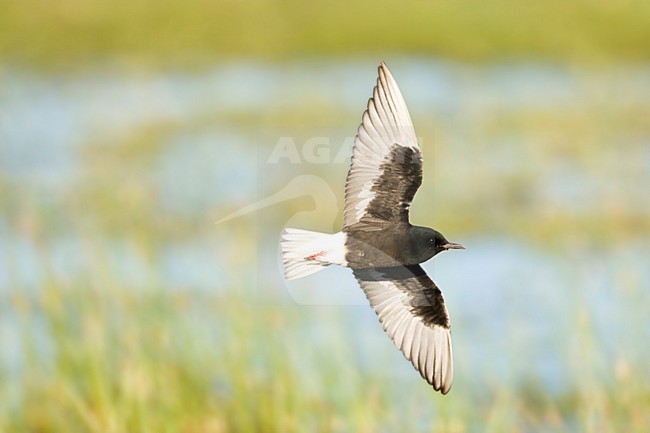 Witvleugelstern, White-winged Tern, Chlidonias leucopterus stock-image by Agami/Marc Guyt,
