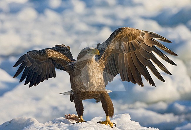 Zeearend, White-tailed Eagle, Haliaeetus albicilla stock-image by Agami/Marc Guyt,