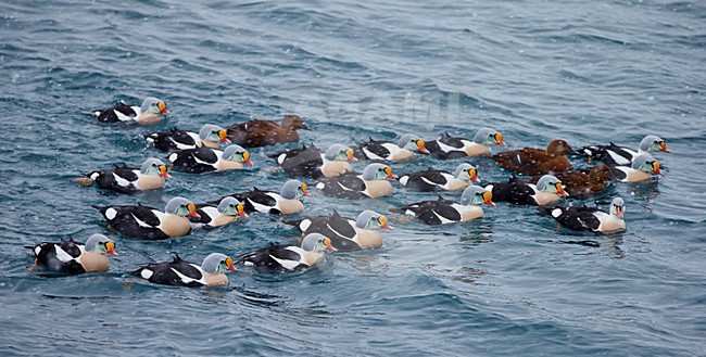 Groep zwemmende Koningseiders, Group swimming King Eiders stock-image by Agami/Markus Varesvuo,