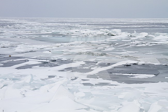Winters Landschap;  Landscape in winter stock-image by Agami/Menno van Duijn,