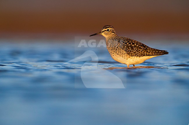 Bosruiter; Wood Sandpiper; Tringa glareola stock-image by Agami/Daniele Occhiato,