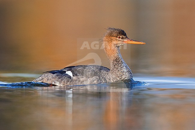Red-breasted Merganser (Mergus serrator), side view of an individual swimming, Campania, Italy stock-image by Agami/Saverio Gatto,