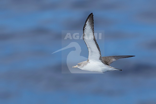  stock-image by Agami/Vincent Legrand,