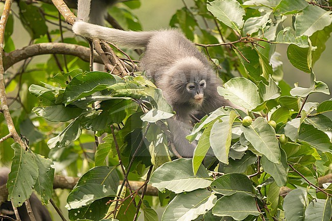 spectacled langur, trachypithecus obscurus stock-image by Agami/Hans Germeraad,