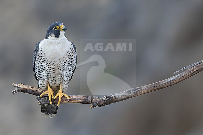 Adult American Peregrine Falcon (alco peregrinus anatum) at Point Fermin in California, United States. stock-image by Agami/Dubi Shapiro,