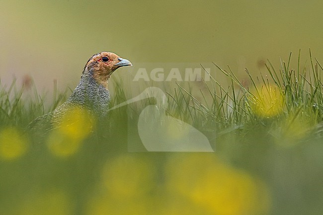 Grey Partridge, Perdix perdix,  in Italy. Hidden in the grass. stock-image by Agami/Daniele Occhiato,