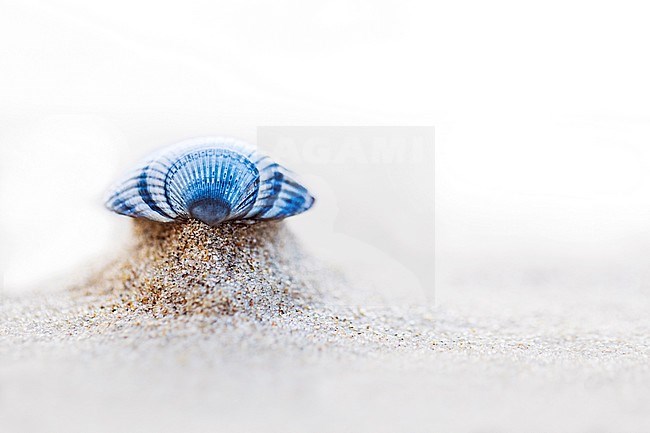 Empty shell of of a Common Cockle (Cerastoderma edule) on the beach of Wadden Island Texel in the Netherlands. stock-image by Agami/Wil Leurs,