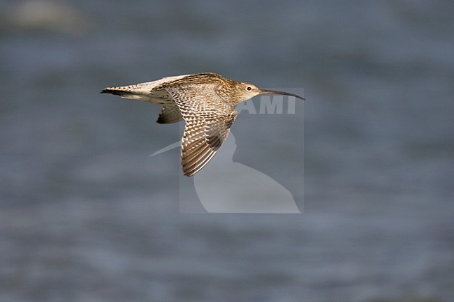 Vliegende Wulp; Flying Eurasian Curlew stock-image by Agami/Arie Ouwerkerk,