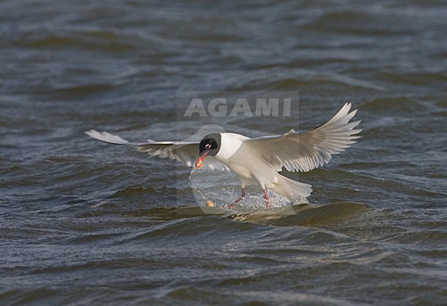 Mediterranean Gull adult feeding on water surface; Zwartkopmeeuw volwassen fouragerend op het wateroppervlak stock-image by Agami/Marc Guyt,