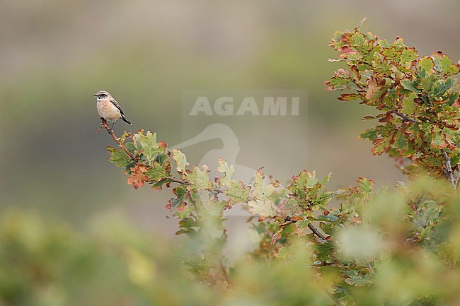 First-winter male Siberian Stonechat (Saxicola maurus) in the dunes on the eastern end of Dutch Wadden Isle Vlieland. stock-image by Agami/Marc Guyt,