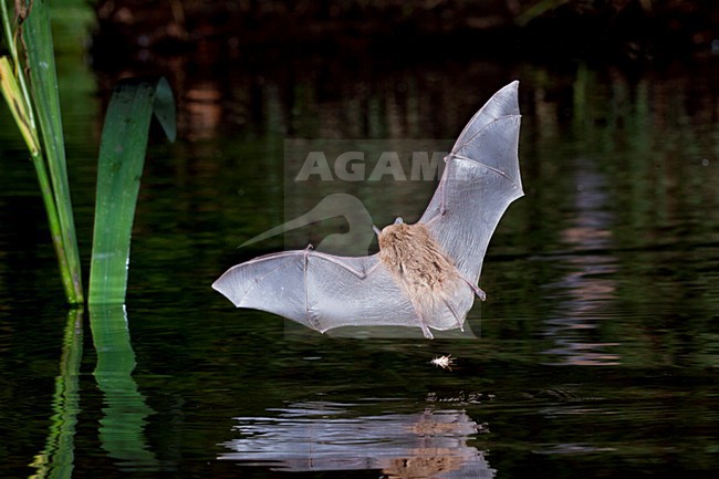 Watervleermuis jagend boven water; Daubentons bat hunting near water stock-image by Agami/Theo Douma,