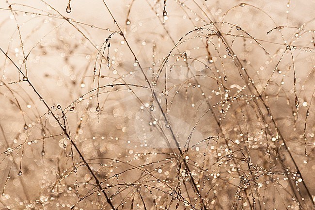 Backlit grasses covered in dew at Vlinderhof in fall stock-image by Agami/Caroline Piek,