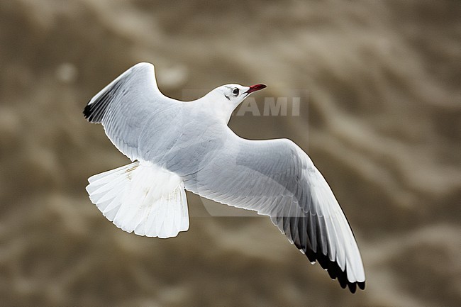  stock-image by Agami/Menno van Duijn,