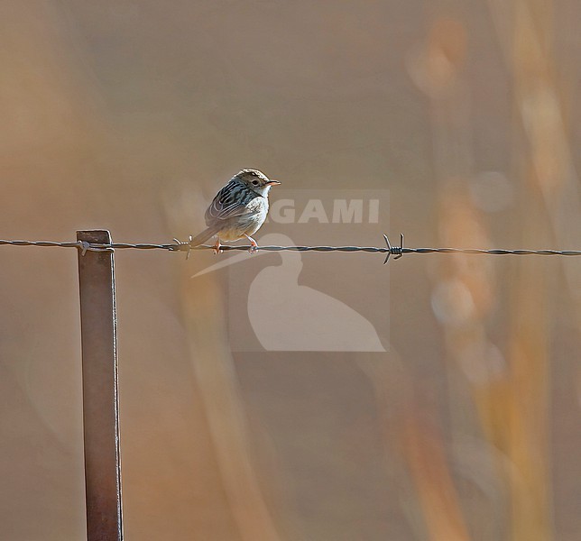 Wailing Cisticola (Cisticola lais) perched on a barbed wire against the sun stock-image by Agami/Thierry Quelennec,
