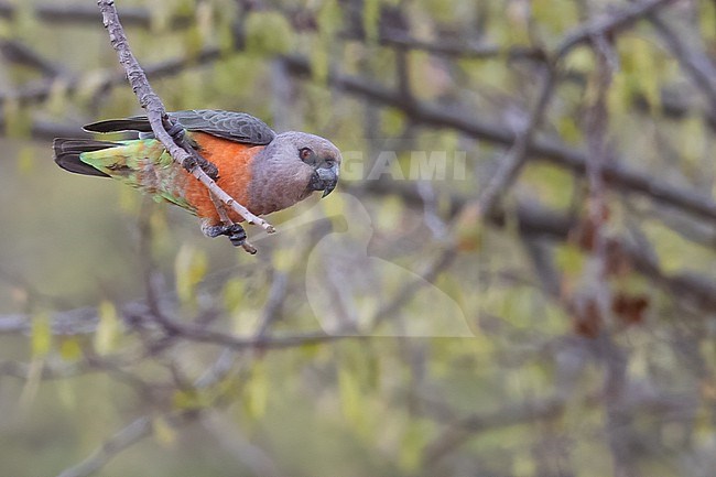African Red-bellied parrot (Poicephalus rufiventris) perched in a tree in Tanzania. stock-image by Agami/Dubi Shapiro,