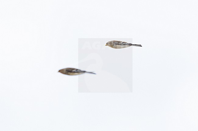  stock-image by Agami/Menno van Duijn,