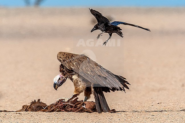 Adult Southern Lappet-faced Vulture (Torgos tracheliotos nubicus) sitting near camel market in desert, Bir Shelatein, Egypt. stock-image by Agami/Vincent Legrand,