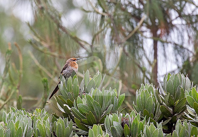 Gurney's sugarbird (Promerops gurneyi) in South Africa. stock-image by Agami/Pete Morris,