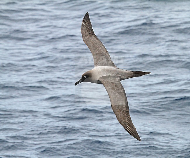 Light-mantled Albatross (Phoebetria palpebrata) in flight over the Atlantic ocean near Antarctica. Also known as the grey-mantled albatross or the light-mantled sooty albatross. stock-image by Agami/Pete Morris,