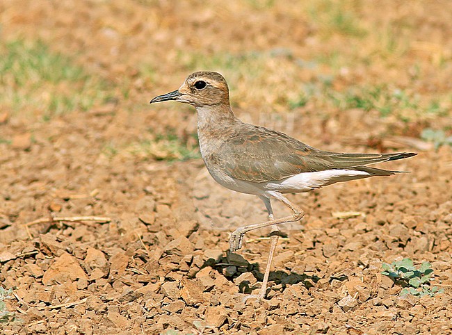Overwinterende Steppeplevier in Australie; Wintering Oriental Plover (Charadrius veredus) in Australia. About 90% of the Oriental Plovers that make the long journey south overwinter in Australia and it has been estimated that there may be 160,000 individuals of this species. stock-image by Agami/Pete Morris,