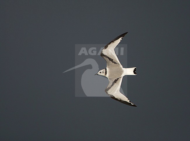 Drieteenmeeuw, Black-legged Kittiwake, Rissa tridactyla stock-image by Agami/Arie Ouwerkerk,