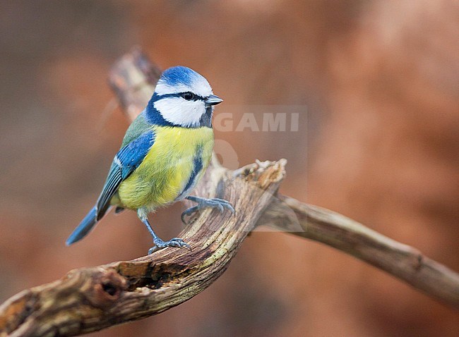 Blue Tit - Blaumeise - Cyanistes caeruleus ssp. caeruleus, Germany, adult stock-image by Agami/Ralph Martin,