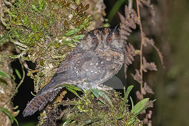 Mountain Owlet-nightjar (Aegotheles albertisi) in Papua New Guinea. stock-image by Agami/Pete Morris,
