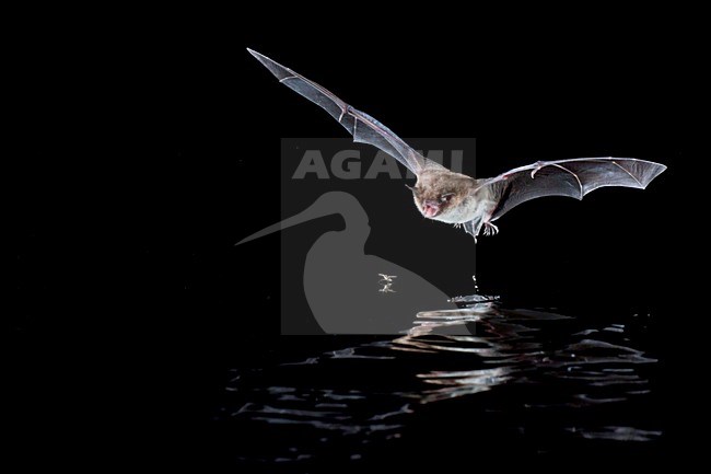 Watervleermuis jagend boven water; Daubentons bat hunting near water stock-image by Agami/Theo Douma,