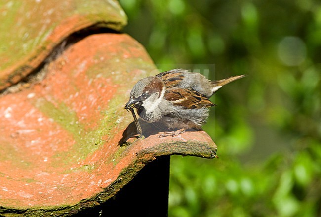 Foeragerende Huismus op een dak; House Sparrow foraging ona roof stock-image by Agami/Marc Guyt,