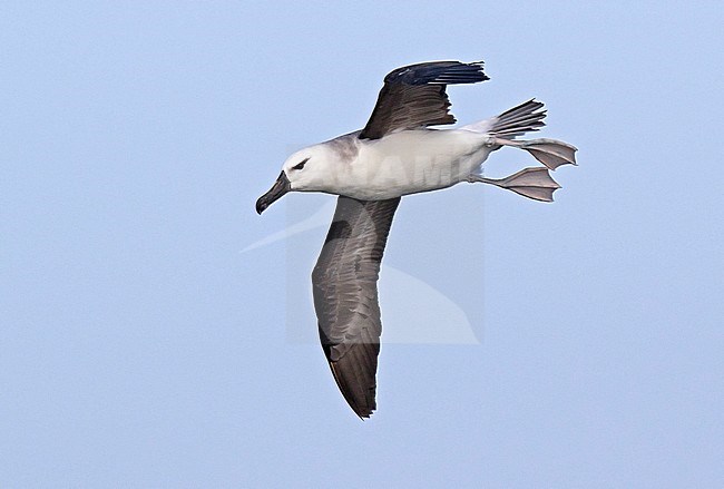 Immature Black-browed Albatross (Thalassarche melanophris) flying over the pacific ocean off Chile. stock-image by Agami/Dani Lopez-Velasco,