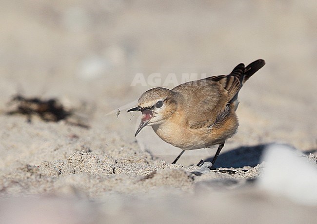 Isabelline Wheatear, Oenanthe isabellina (1stW) at the beach eating Gammarus  in Gilleleje, Denmark stock-image by Agami/Helge Sorensen,