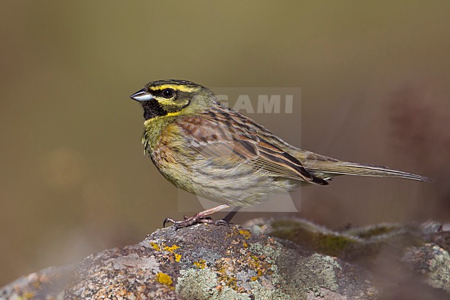Zigolo nero; Cirl Bunting; Emberiza cirlus stock-image by Agami/Daniele Occhiato,