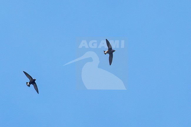 Purple Needletail (Hirundapus celebensis) soaring above the forest in the Philippines stock-image by Agami/Dubi Shapiro,