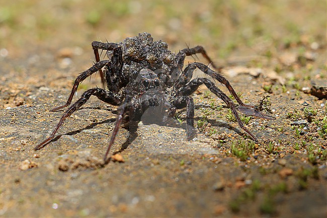 A Wolf Spider carrying babies on its back at Copacabana, Antioquia, Colombia.  Wolf spiders are the only type of spiders who do this. stock-image by Agami/Tom Friedel,