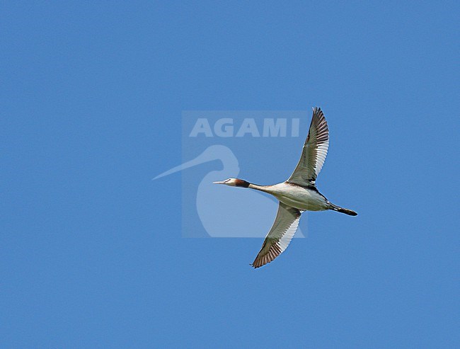 Adult Great Crested Grebe (Podiceps cristatus) on migration flying high against a blue sky showing underside and wings fully spread stock-image by Agami/Ran Schols,