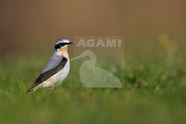 Mannetje Tapuit, Male Northern Wheatear stock-image by Agami/Daniele Occhiato,