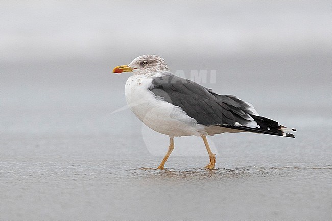 Lesser Black-backed Gull (Larus fuscus intermedius), side view of an adult standing on the shore, Campania, Italy stock-image by Agami/Saverio Gatto,
