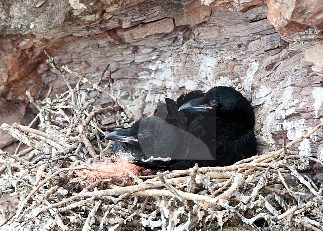 Raaf jongen in nest; Common Raven young in nest stock-image by Agami/Roy de Haas,
