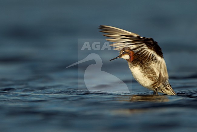 Vrouwtje Grauwe Franjepoot zwemmend; Female Red-necked Phalarope swimming stock-image by Agami/Danny Green,