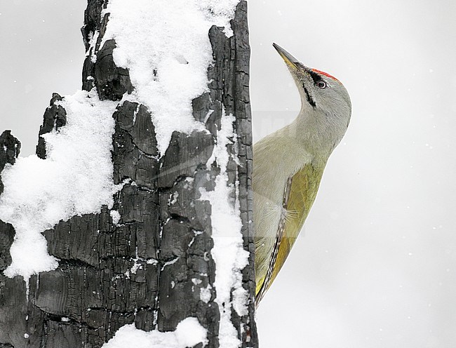 Grey-headed Woodpecker male (Picus canus) Kuhmo Finland February 2020 stock-image by Agami/Markus Varesvuo,