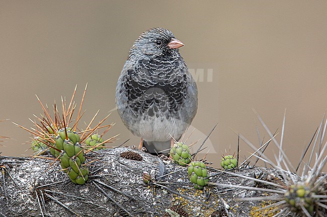 A Male Mourning Sierra Finch (Rhopospina fruticeti) at San Pedro de Casta, Peru. stock-image by Agami/Tom Friedel,