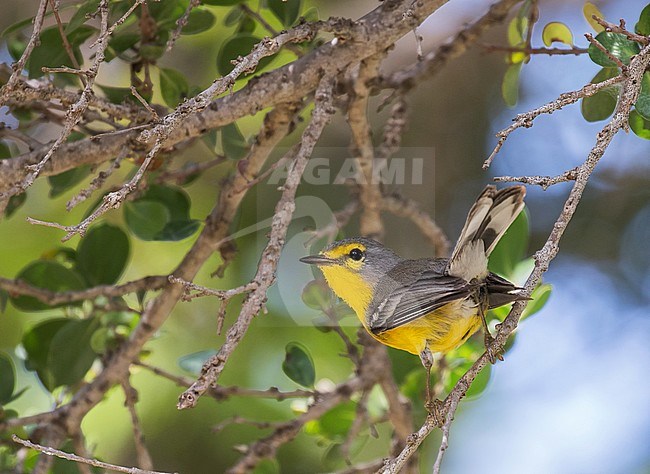 Barbuda warbler (Setophaga subita) perched on a twig in a tropical dry shrubland on the Lesser Antilles. An endemic to the island of Barbuda in Antigua and Barbuda. stock-image by Agami/Pete Morris,