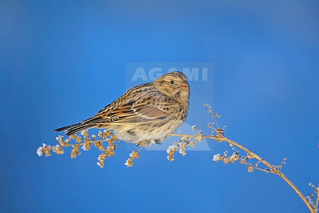 IJsgors in de winter; Lapland Longspur in winter stock-image by Agami/Markus Varesvuo,