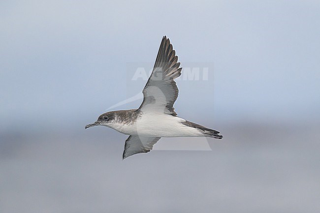 Manx shearwater (Puffinus puffinus) flying, with the sea and the sky as background. stock-image by Agami/Sylvain Reyt,