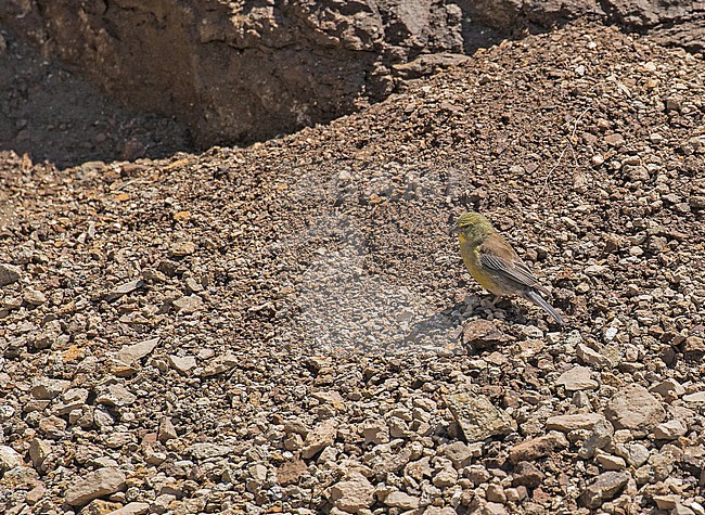 Drakensberg Siskin (Crithagra symonsi) in South Africa. stock-image by Agami/Pete Morris,