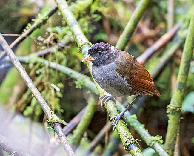 Pale-billed Antpitta, Grallaria carrikeri, in Northern Peru. stock-image by Agami/Pete Morris,